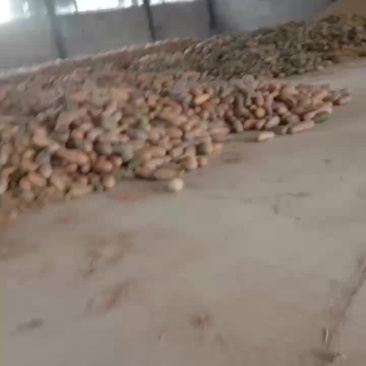 大量供应工厂南瓜养殖南瓜