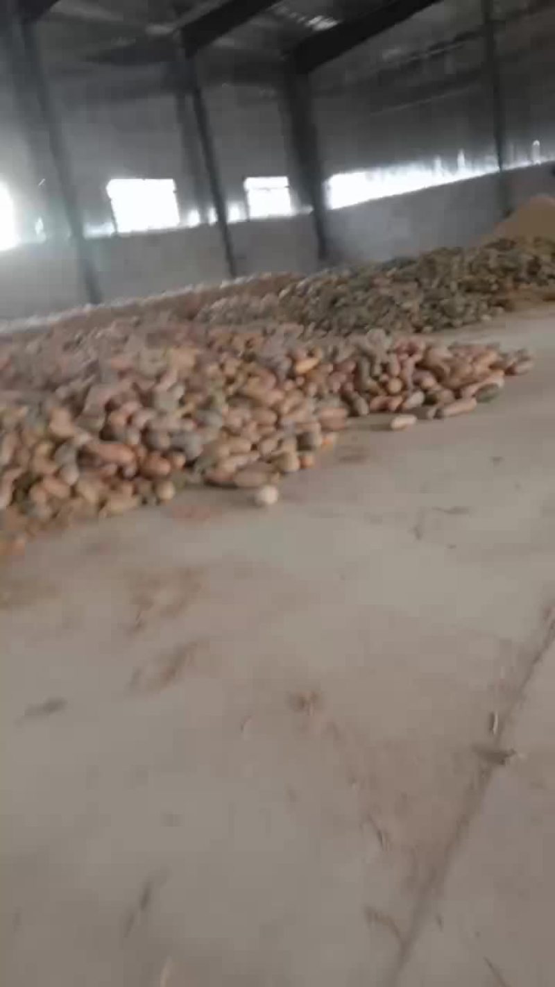 大量供应工厂南瓜养殖南瓜