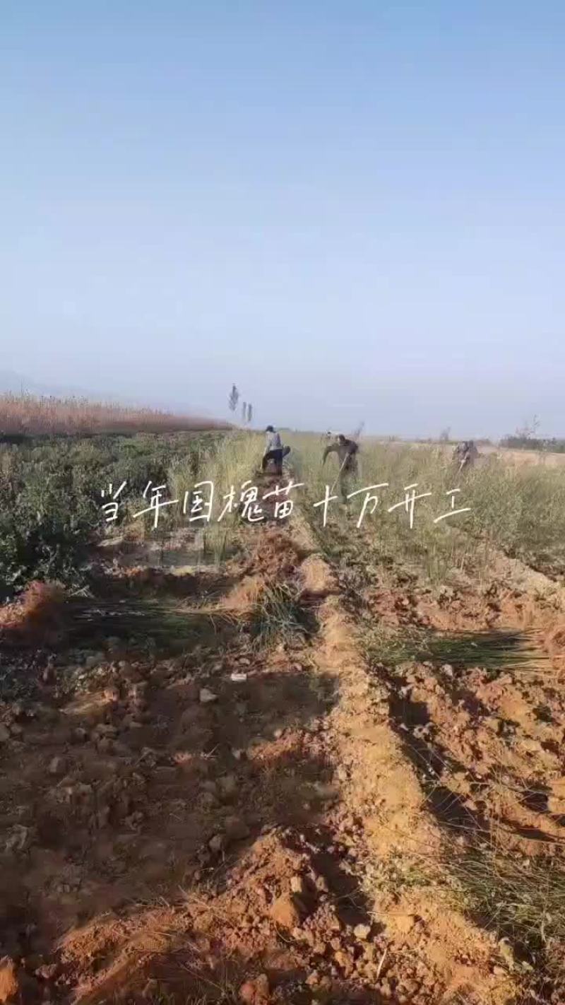 一年国槐苗