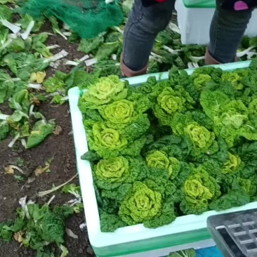黄心菜