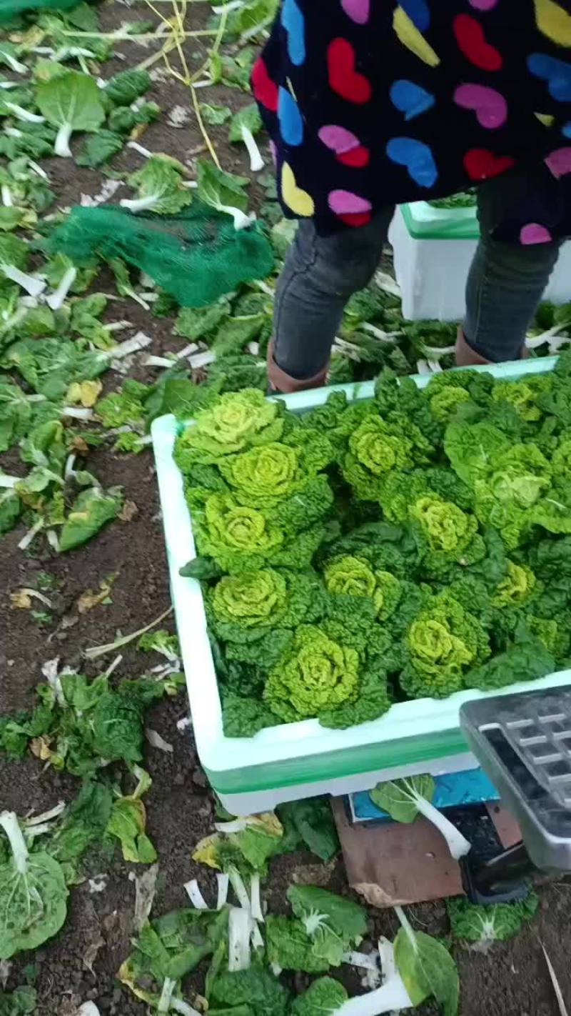 黄心菜
