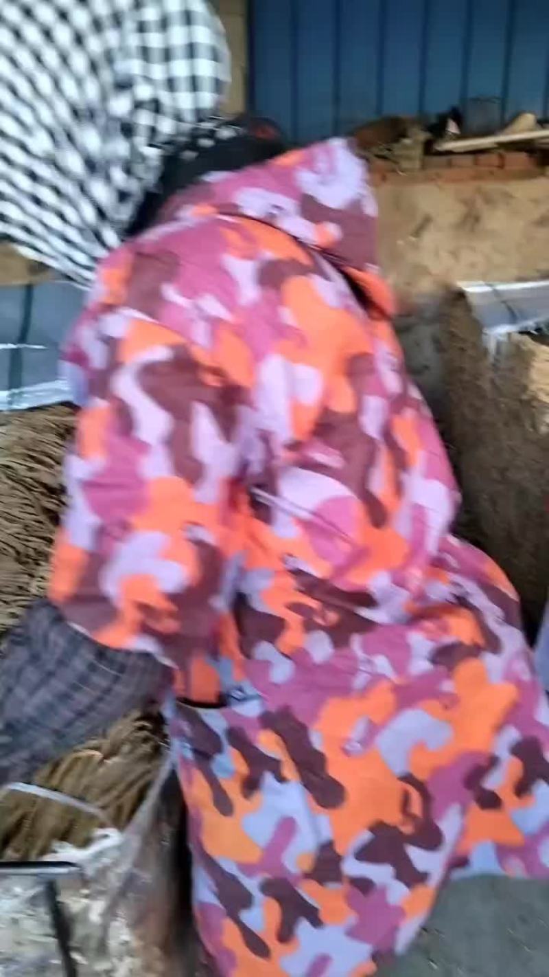 东北绥中大根条