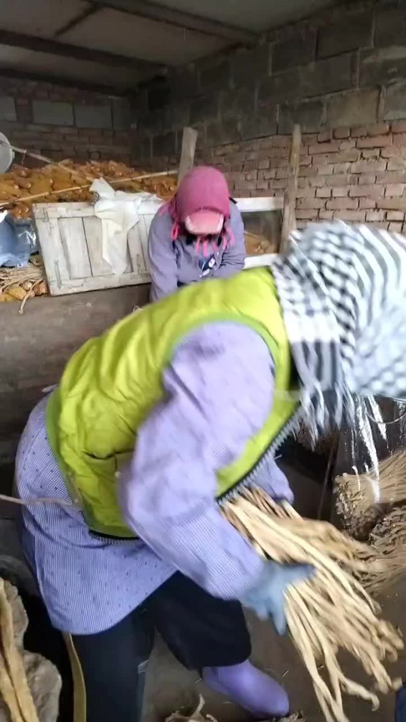 东北绥中大根条