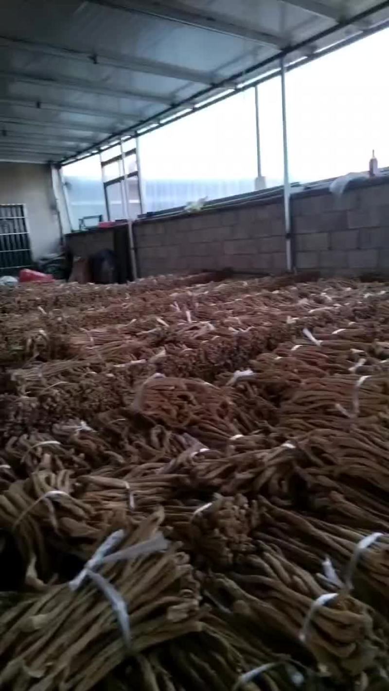 东北绥中大根条