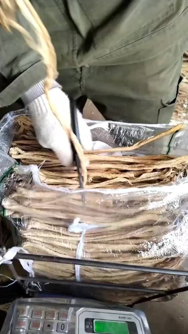东北绥中大根条