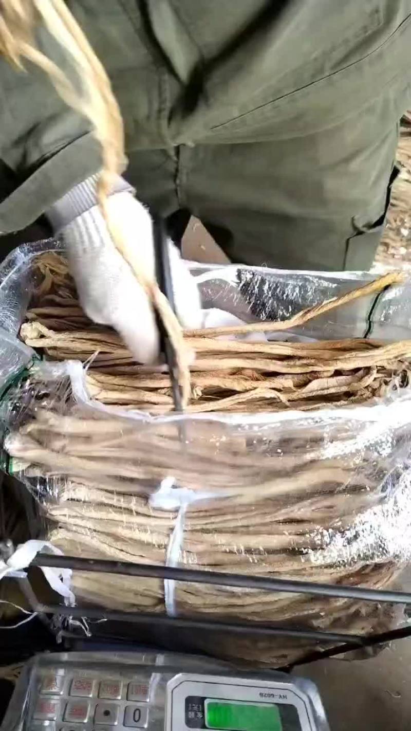 东北绥中大根条