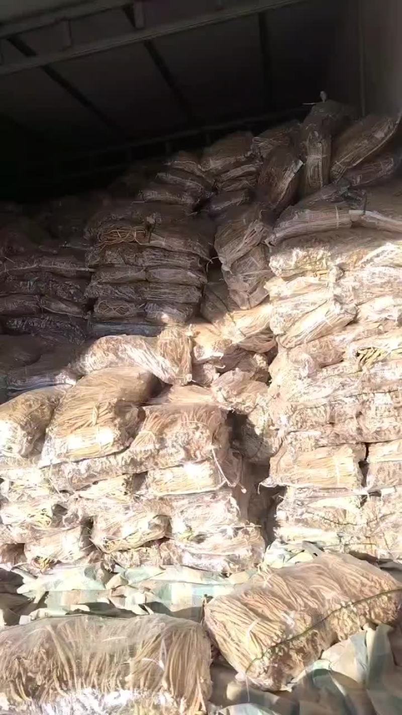 东北绥中县大根白萝卜条
