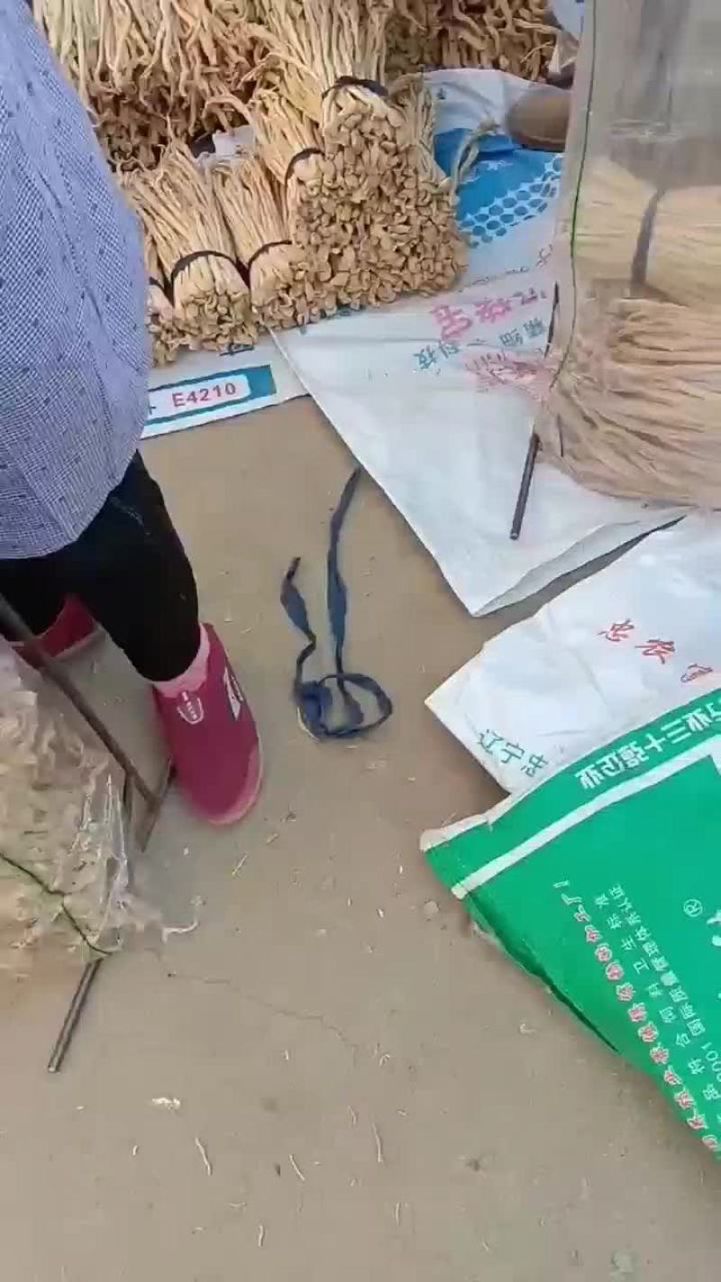 东北绥中县大根白萝卜条