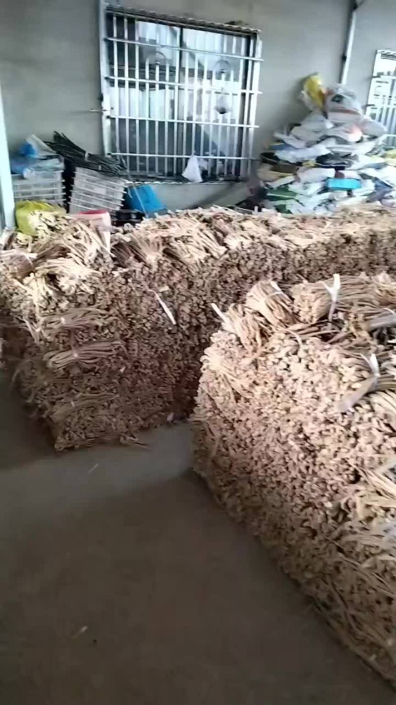 东北绥中县大根白萝卜条