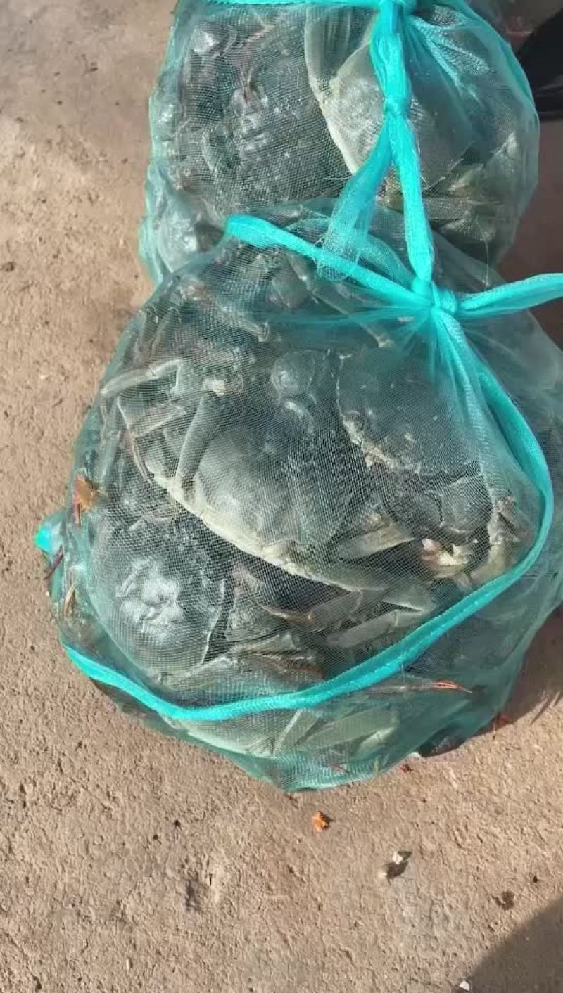 微山湖大闸蟹