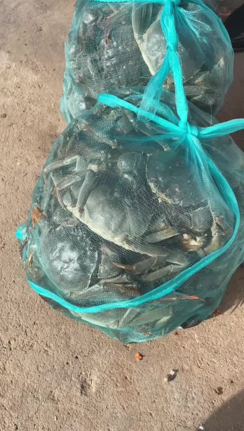 微山湖大闸蟹