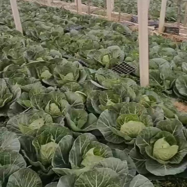 一手货源甘蓝，对接全国市场，量大从优，欢迎采购。