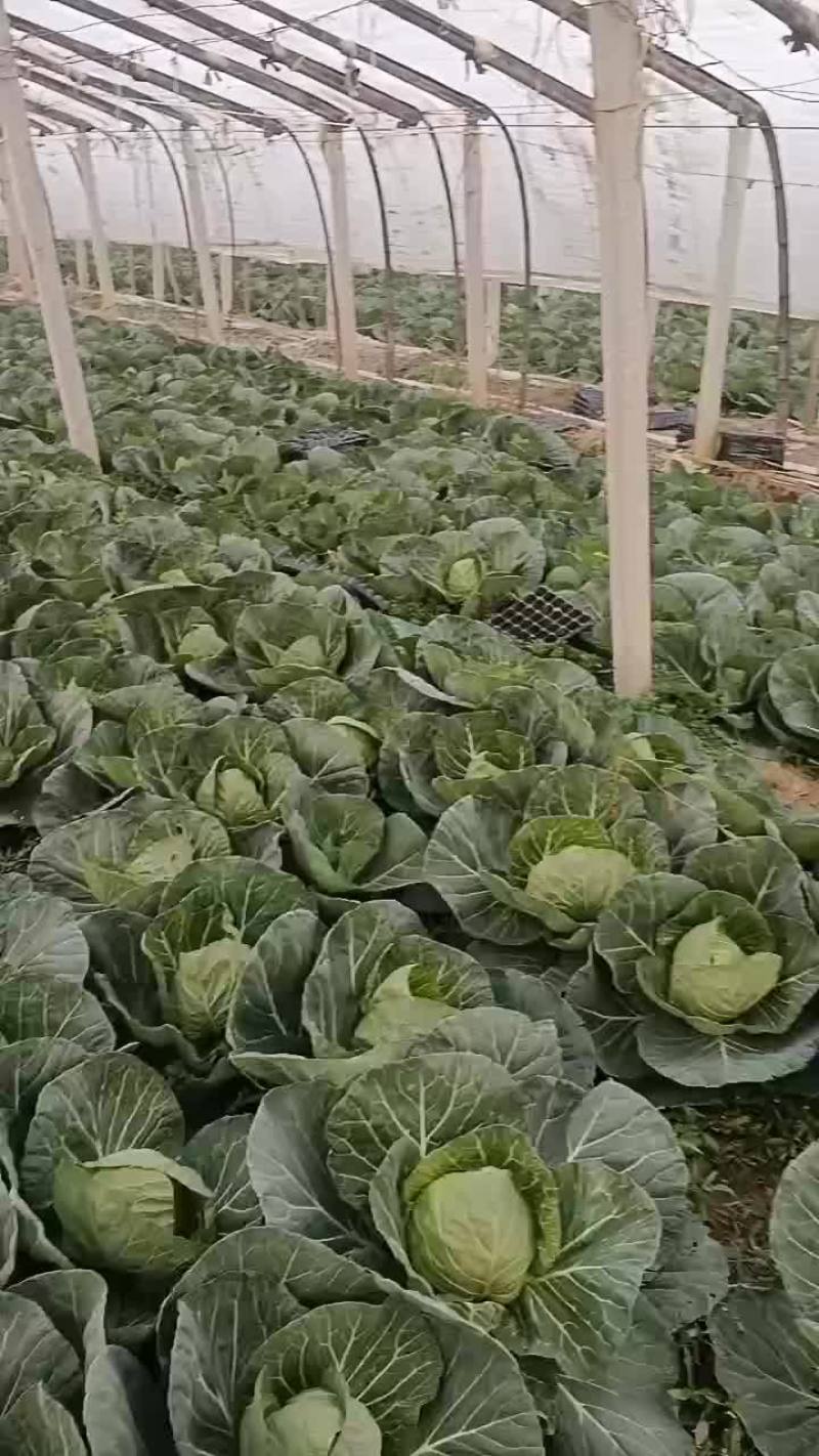 一手货源甘蓝，对接全国市场，量大从优，欢迎采购。