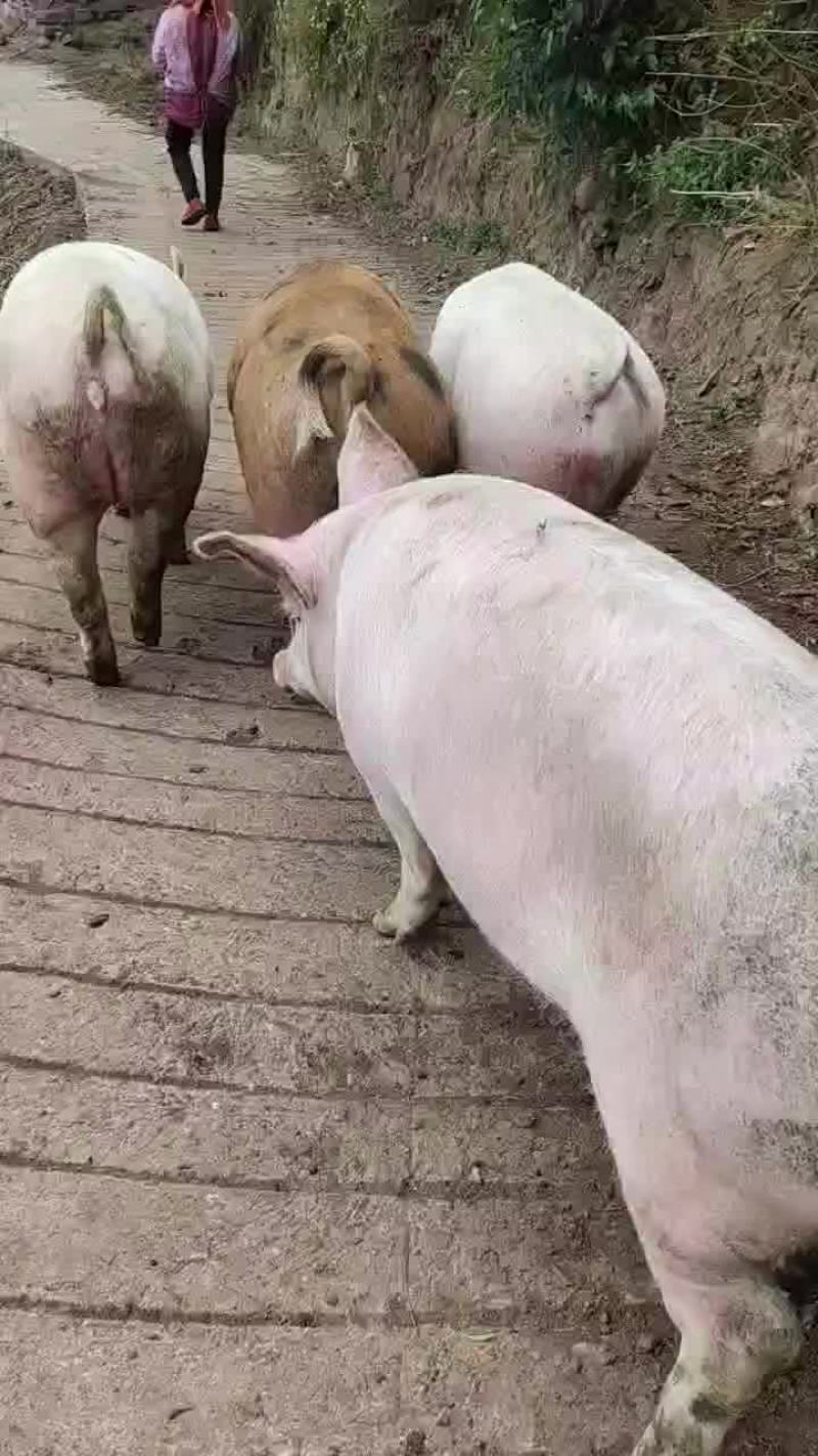 胖猪
