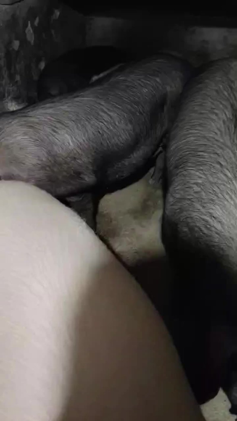 胖猪
