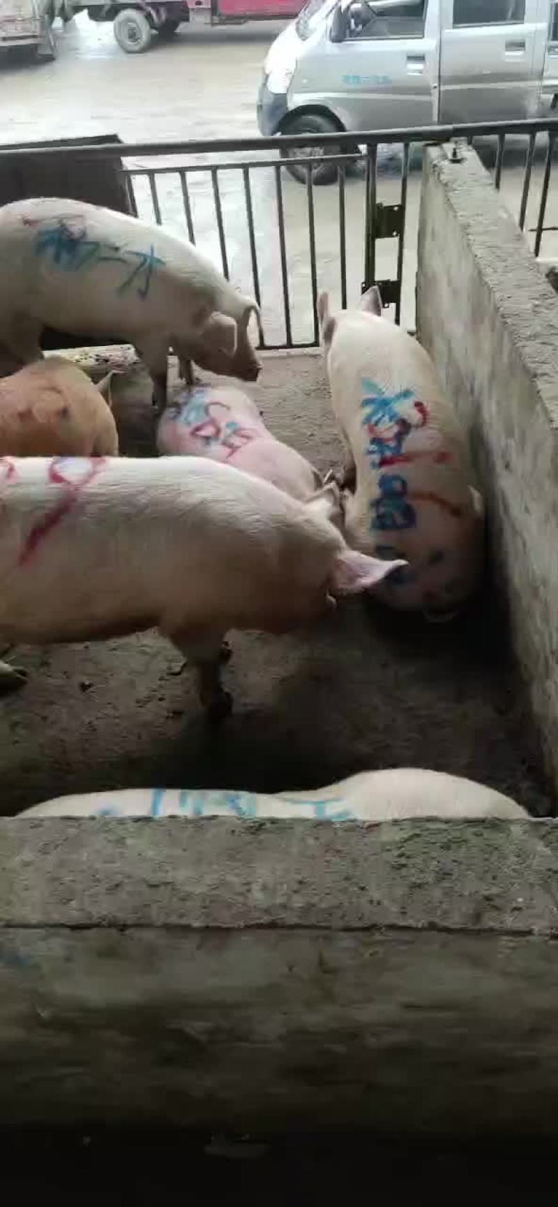 胖猪