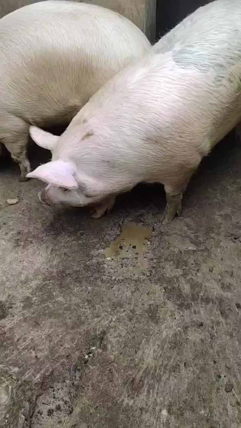 胖猪
