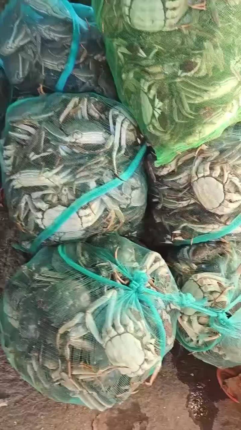 微山湖大闸蟹