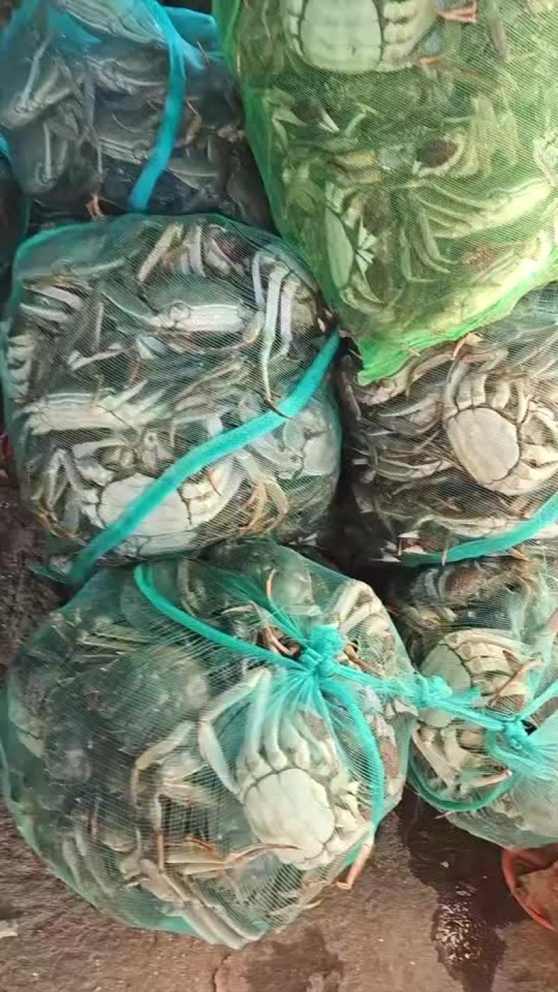 微山湖大闸蟹