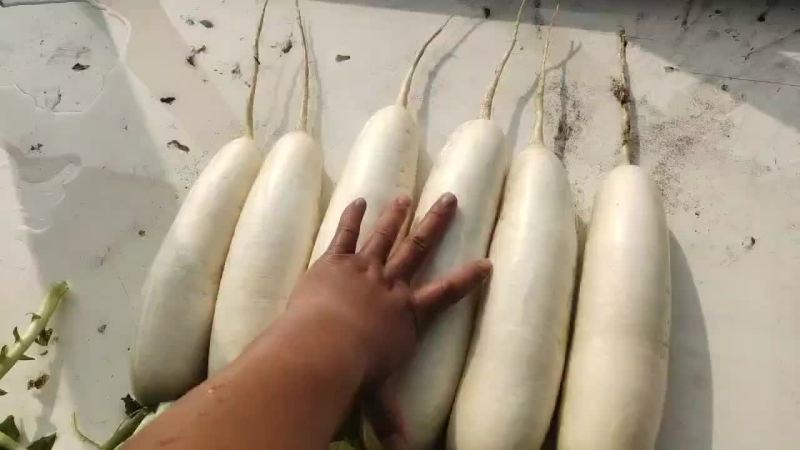 1.5-2斤精品白萝卜