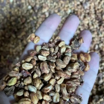 今年新货山楂籽山楂核无虫咬大量现货，有需要的联系