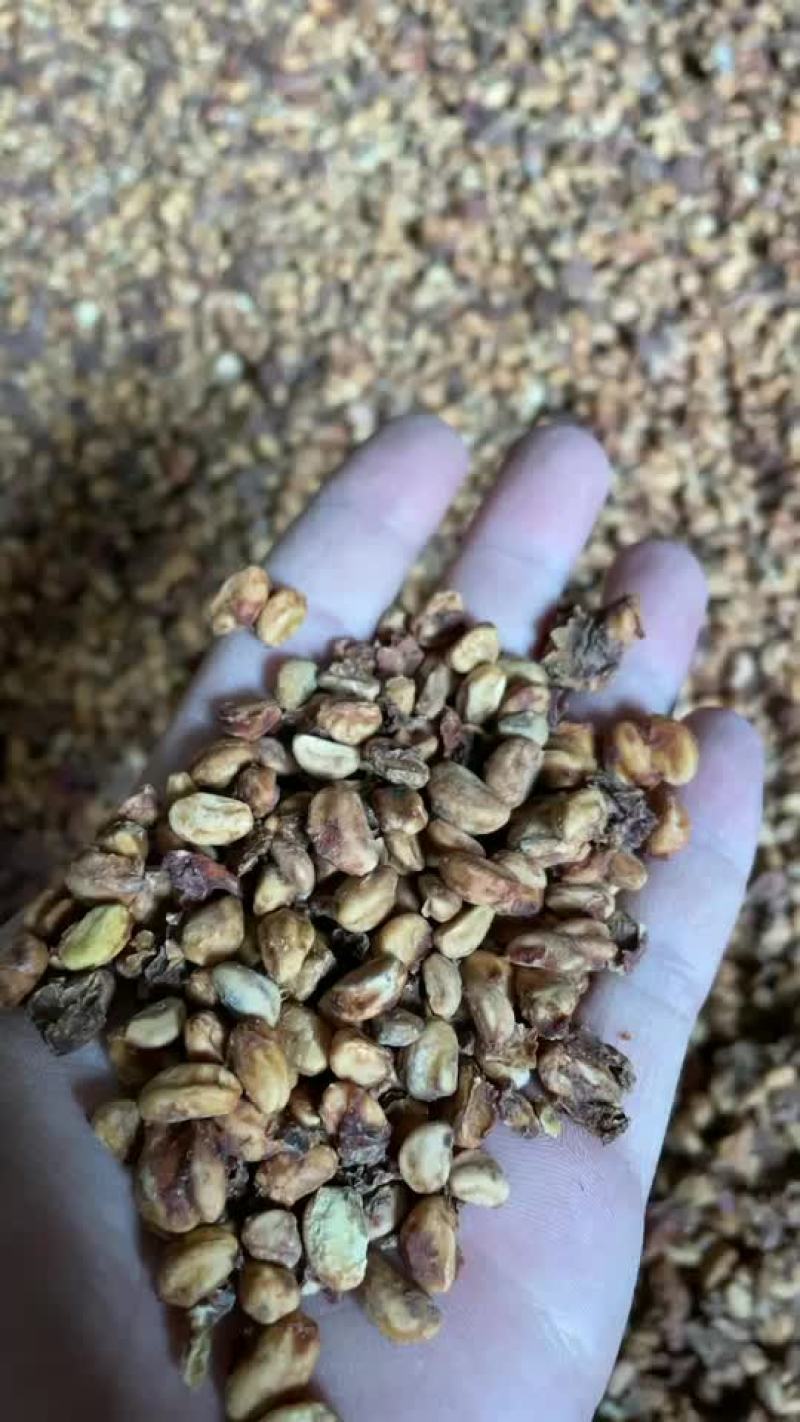 今年新货山楂籽山楂核无虫咬大量现货，有需要的联系