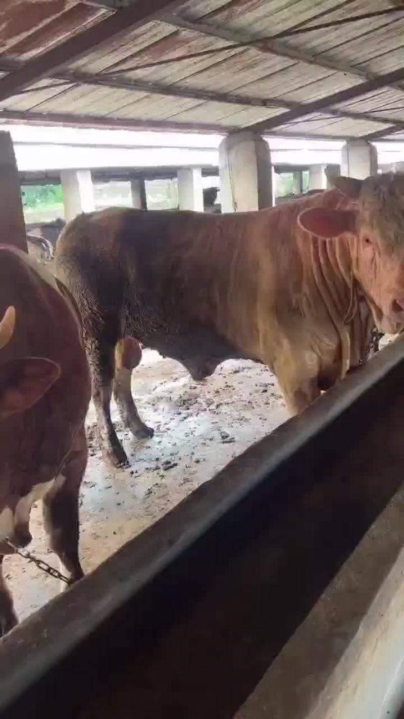 西门塔尔育肥公牛