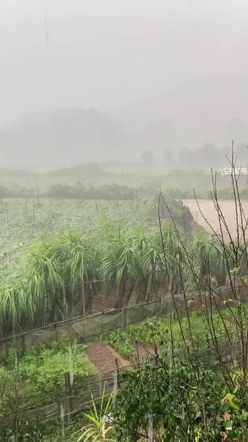 倒地甘蔗欢迎大家加入对接