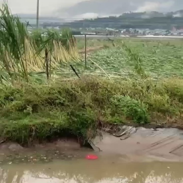 倒地甘蔗欢迎大家加入对接