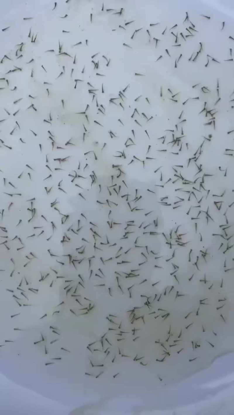 露天鲫鱼苗