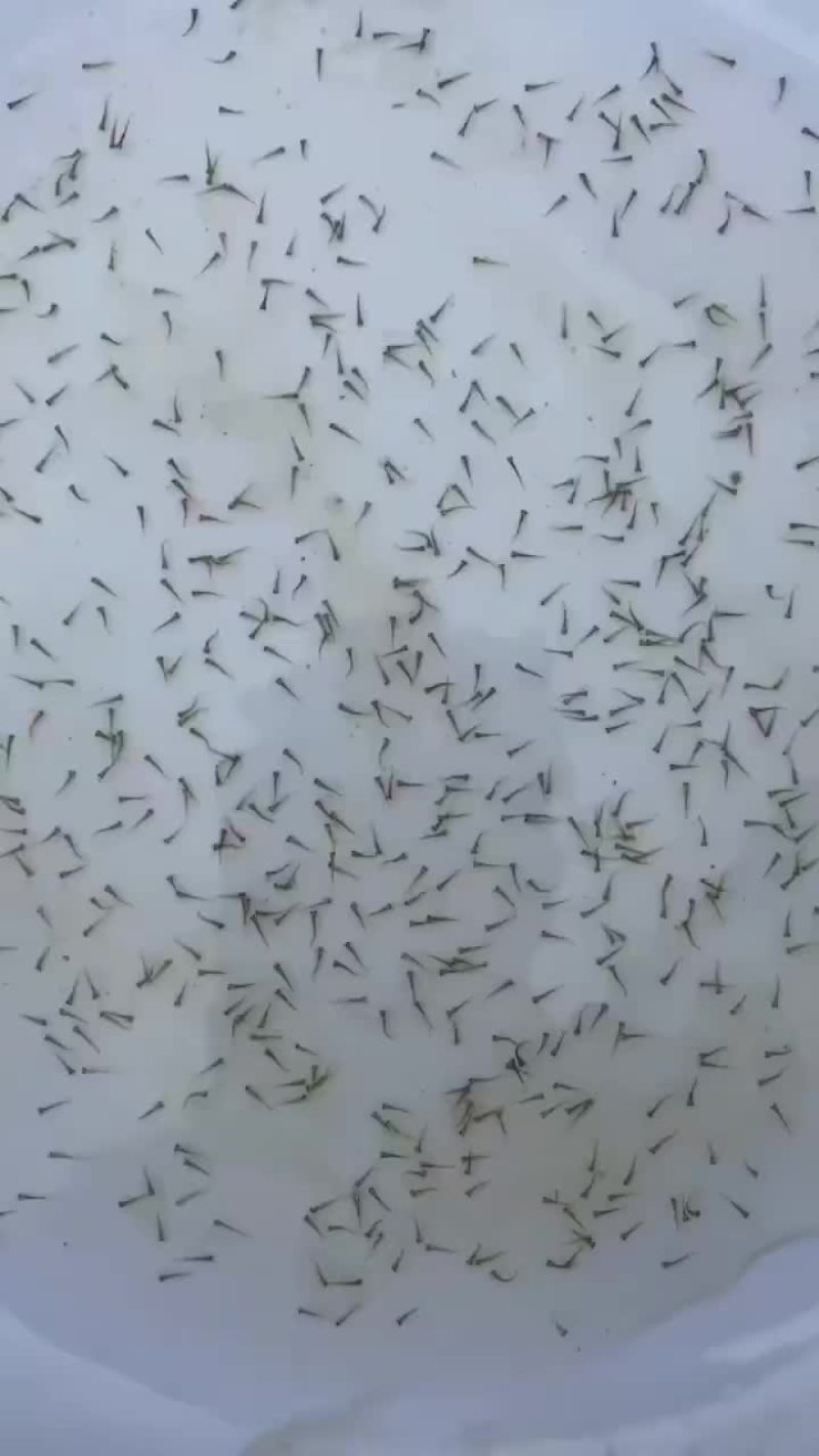 露天鲫鱼苗