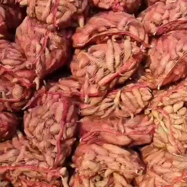 养殖厂红薯