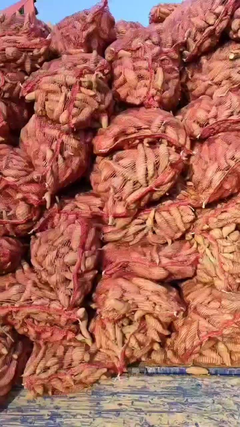 养殖厂红薯