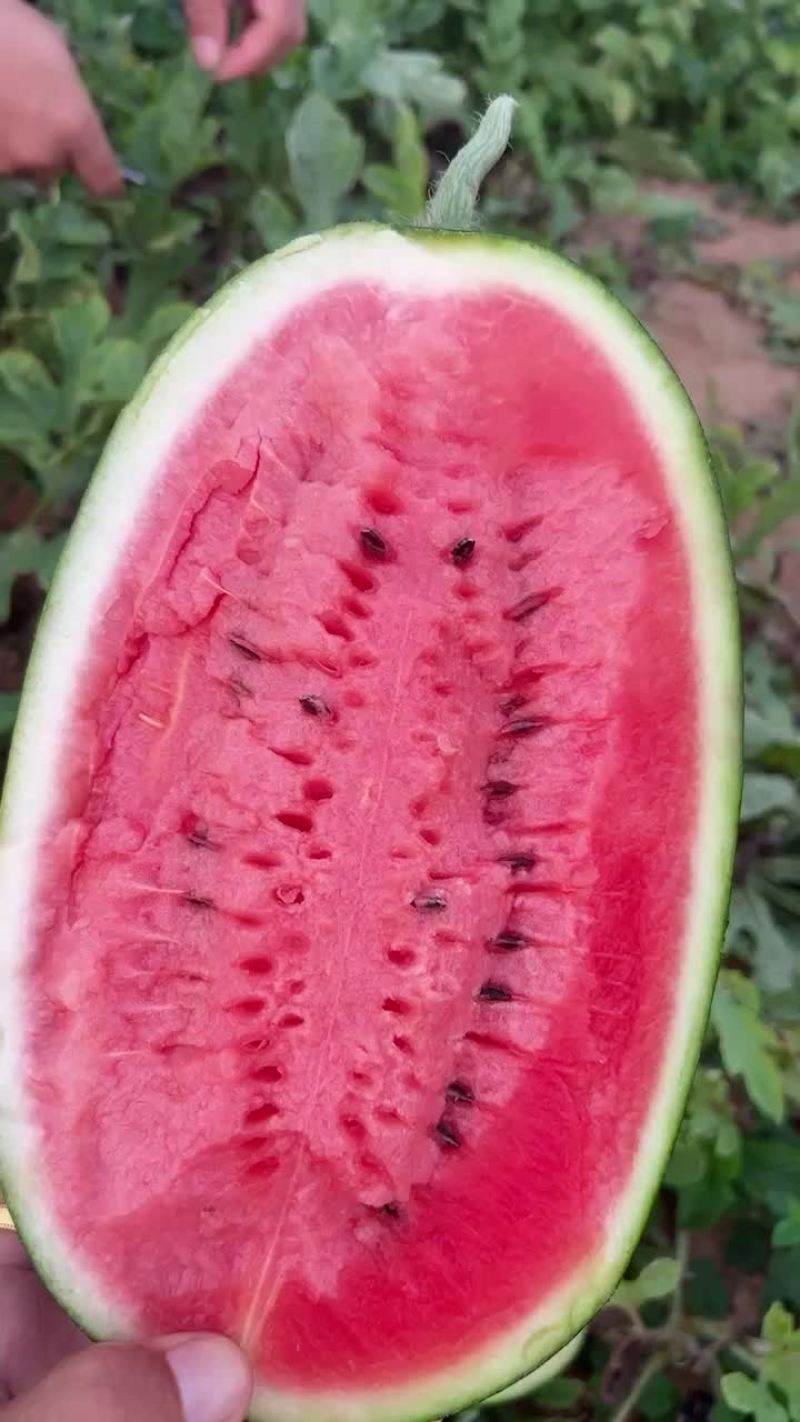 黑美人西瓜
