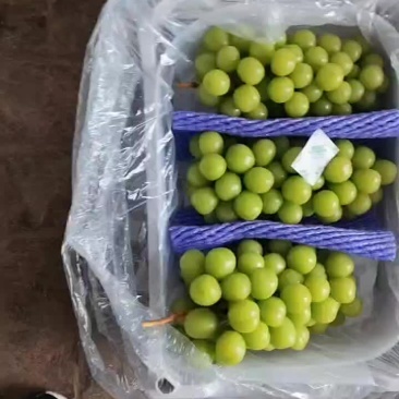 精品阳光玫瑰，20克起步，糖度17+