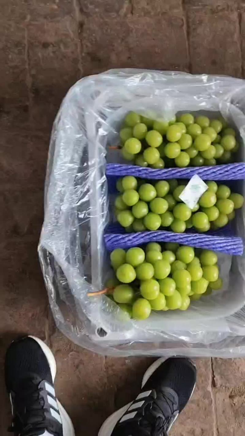 精品阳光玫瑰，20克起步，糖度17+
