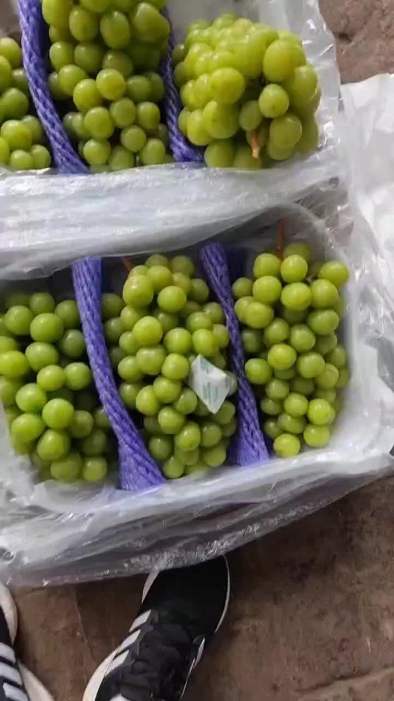 精品阳光玫瑰，20克起步，糖度17+