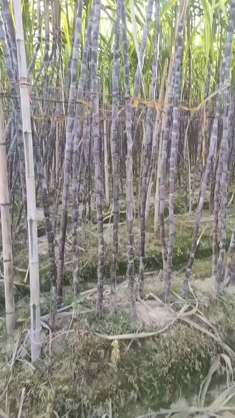 黑皮甘蔗