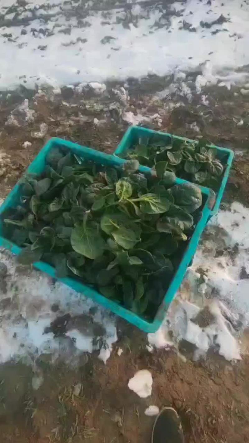 水洗菠菜