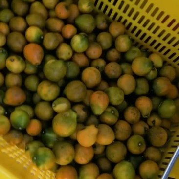 广西融安脆蜜金柑