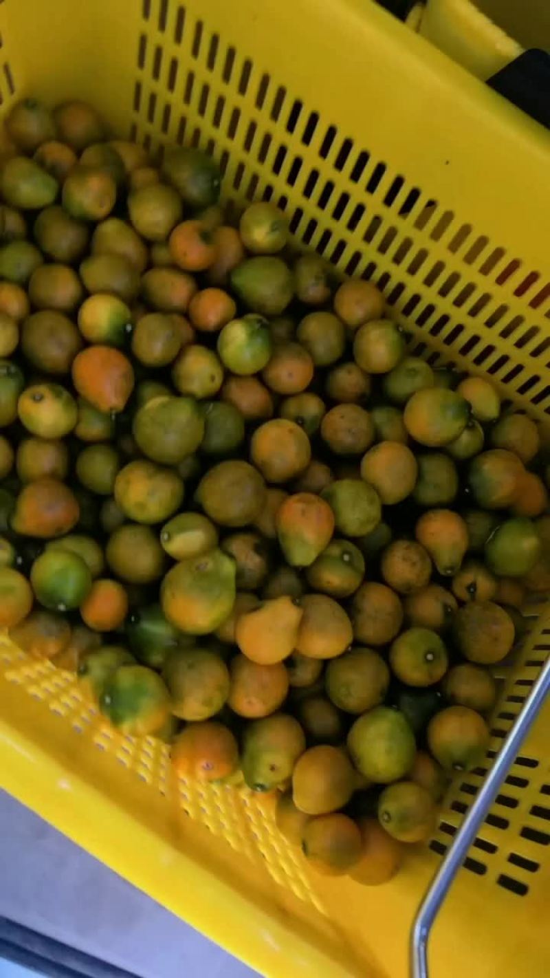 广西融安脆蜜金柑