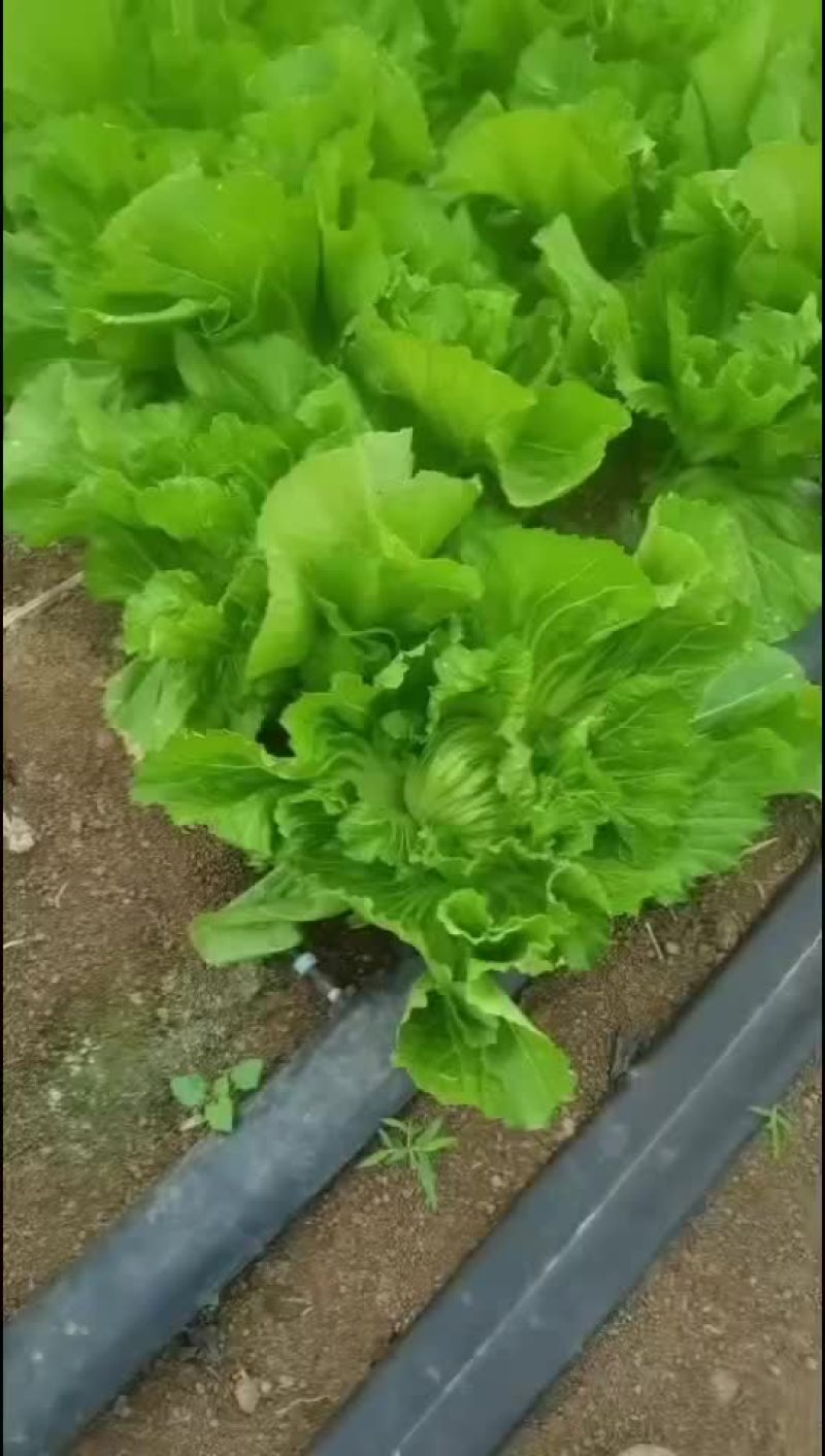 两千亩芥菜怎么开园，有大佬需要的联系，我方专业代办代收