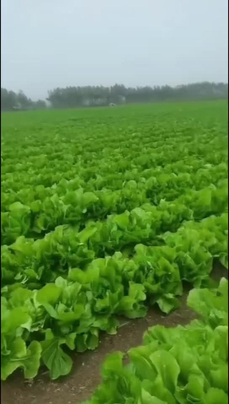 两千亩芥菜怎么开园，有大佬需要的联系，我方专业代办代收