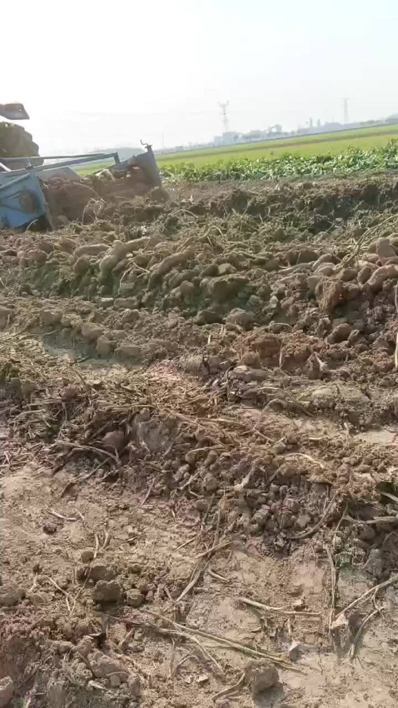 粉条