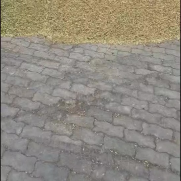 单青半