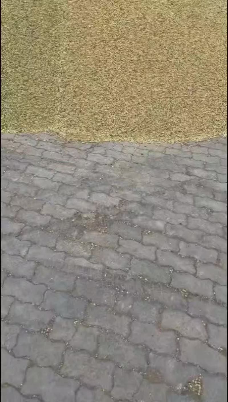 单青半