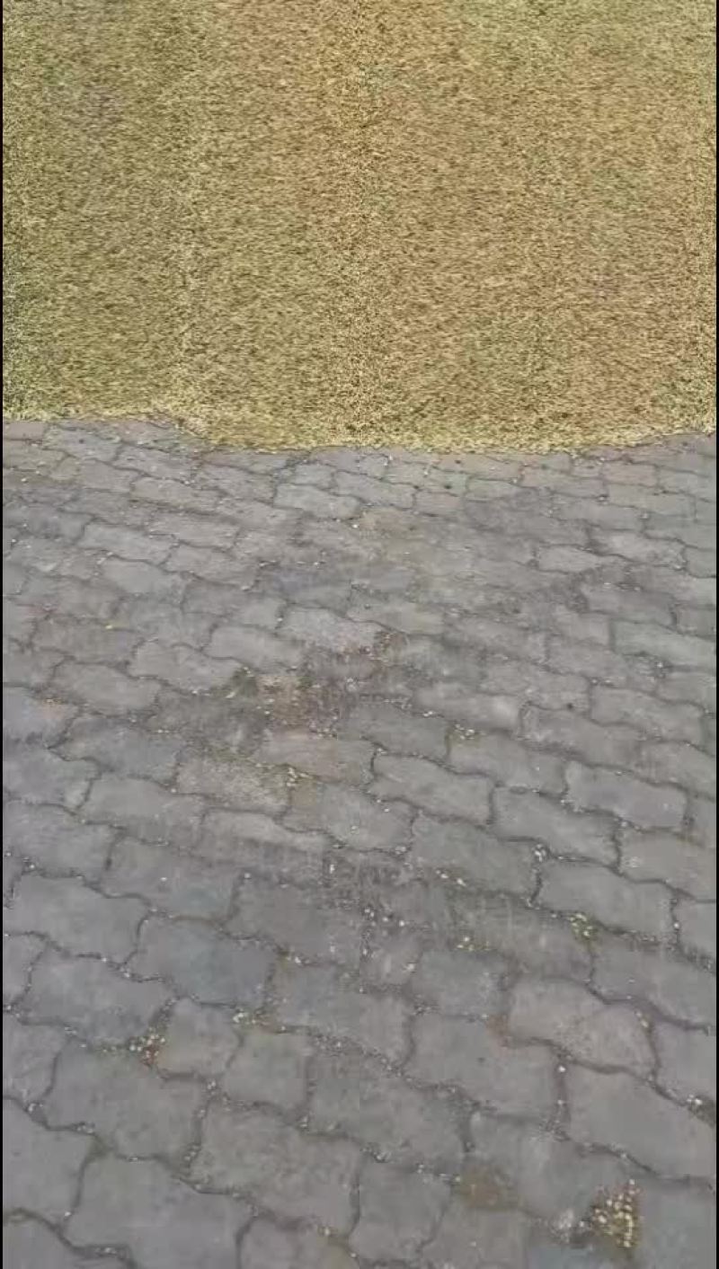 单青半