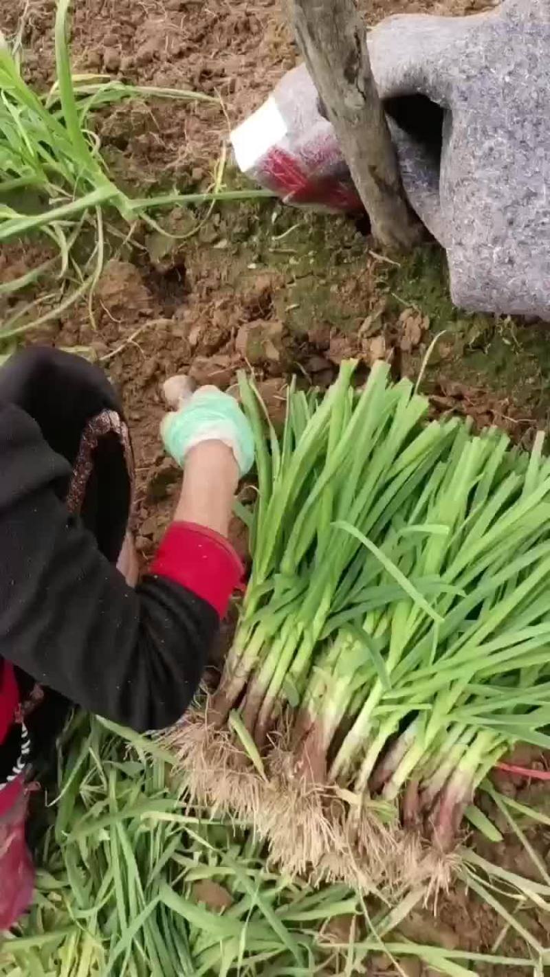 中牟精品红跟蒜苗，大量上市，供货各大小批发市场，电商平台
