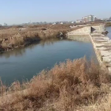 淡水鱼