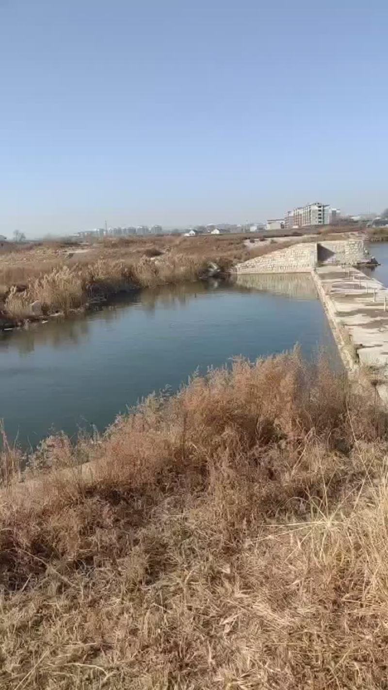 淡水鱼